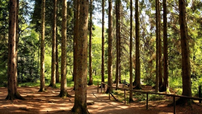 Сосновый Бор парк