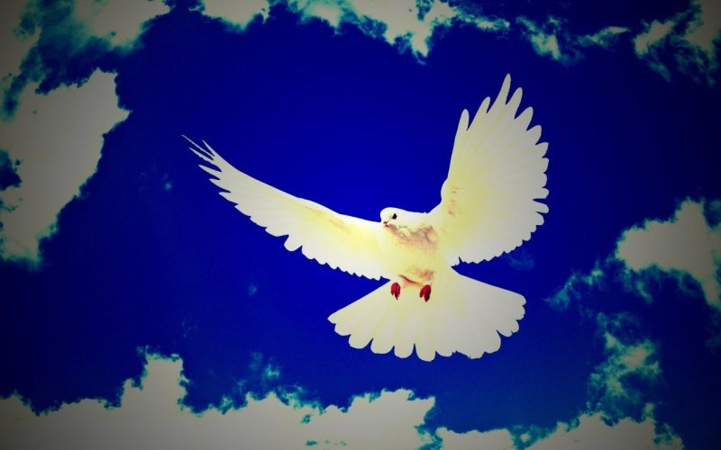 Голуби в небе