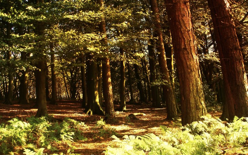 Еловый лес Рязань