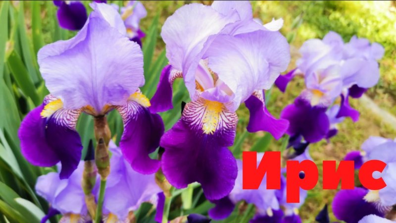 Цветок Ирис Касатик