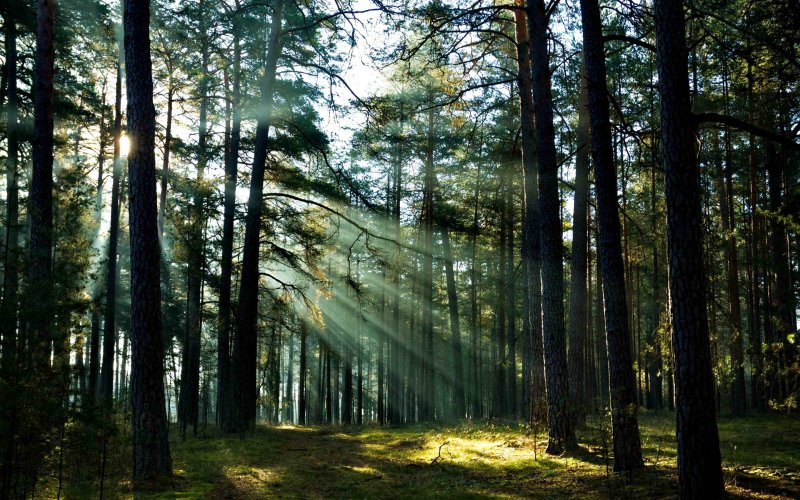 Содрейский лес