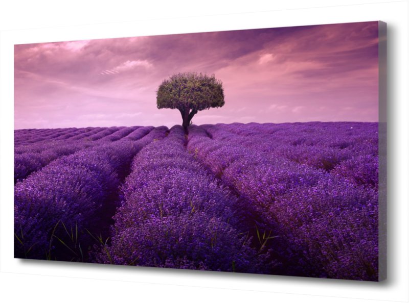 Поля лаванды во Франции