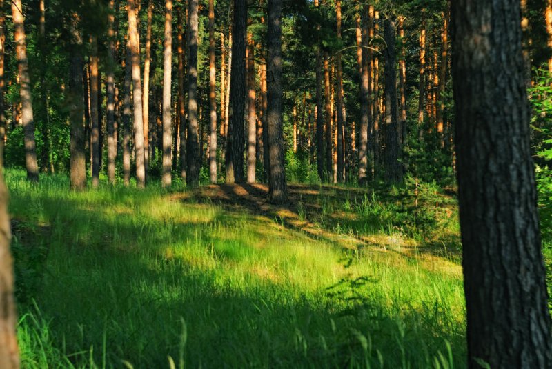 Сосновый Бор на заставку андроид