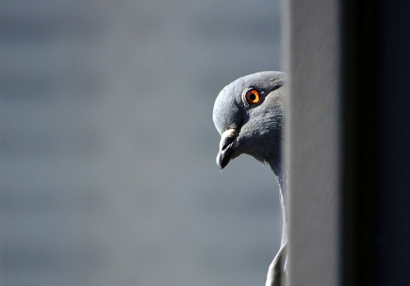 Голуби на рабочий стол