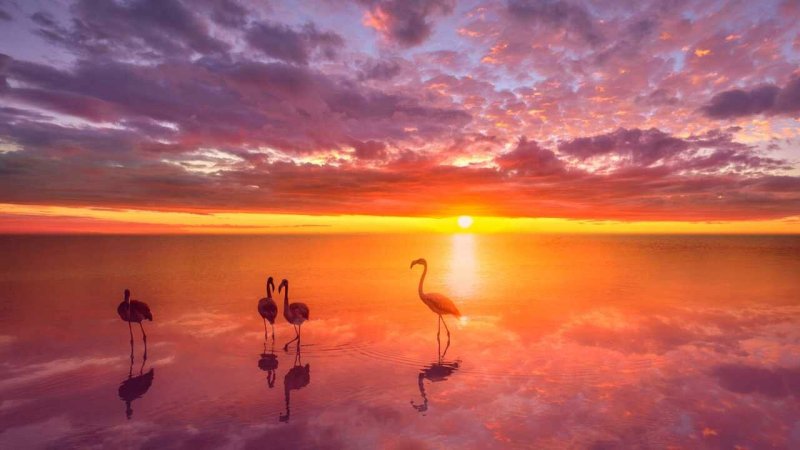 Фламинго на закате