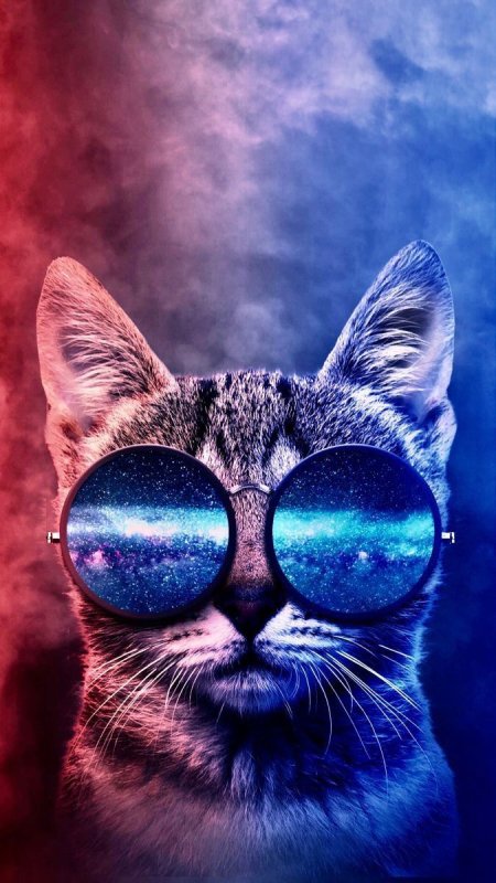 Кот в очках космос