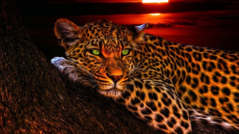 Красивый леопард