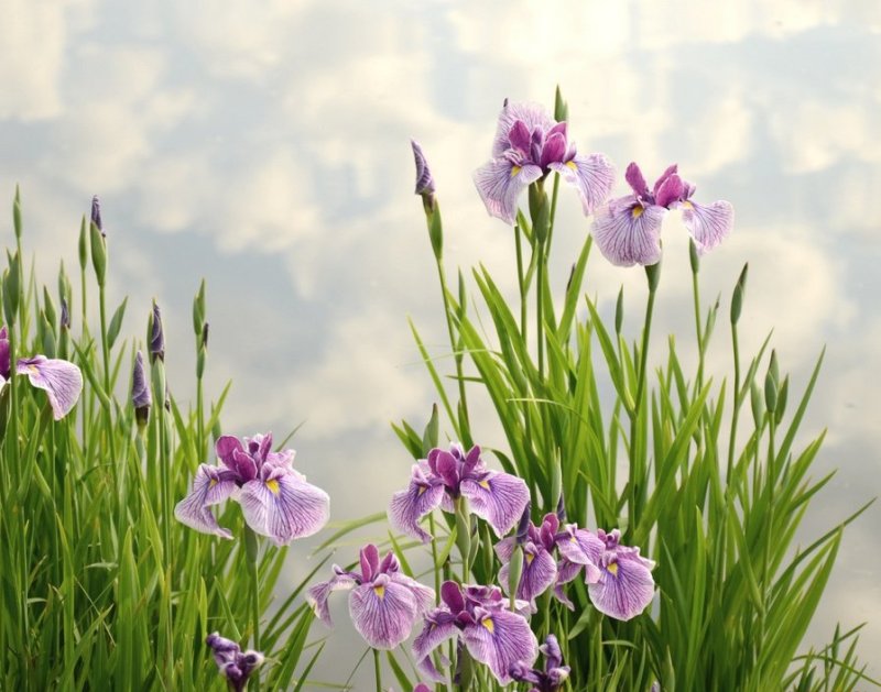 Ирис цветок