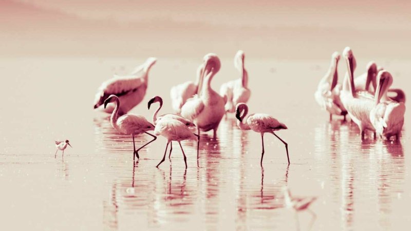 Картинки на рабочий стол Фламинго