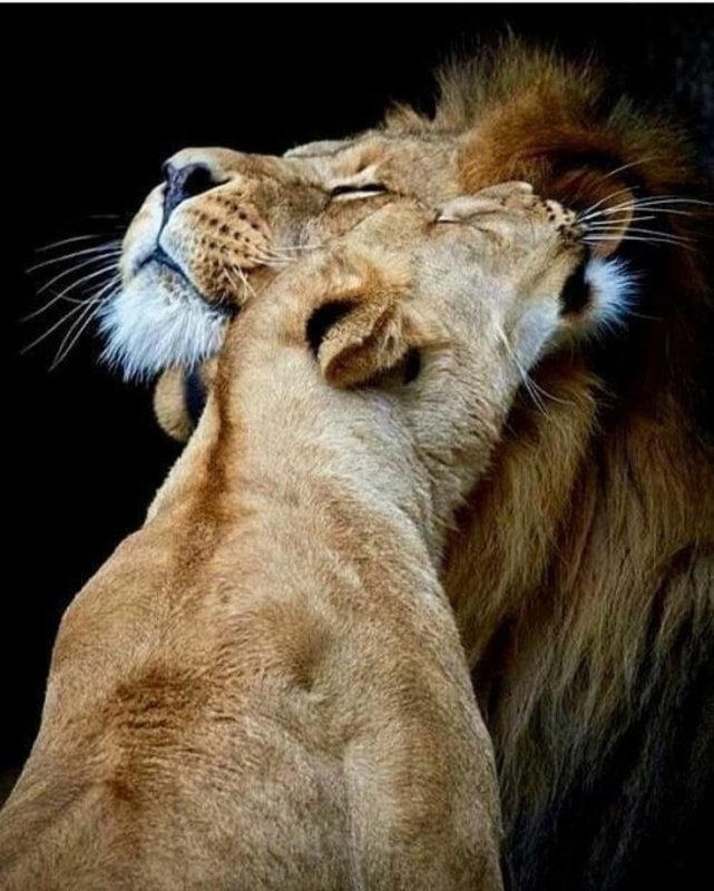 Нежность животные