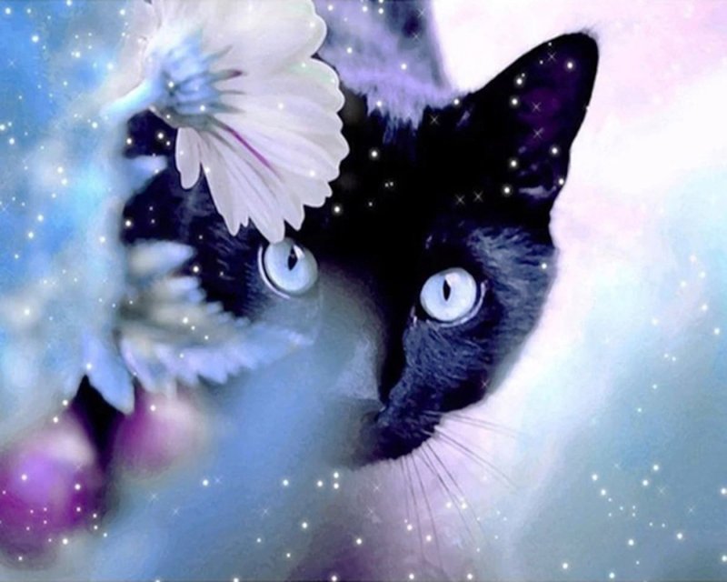 Красивые кошки на аву