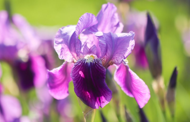 Ирис Касатик фиолетовый