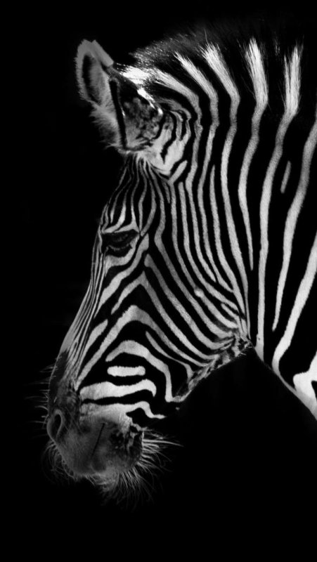 Зебра на черном фоне
