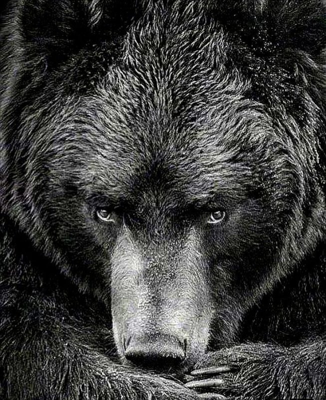 Медведь эскиз