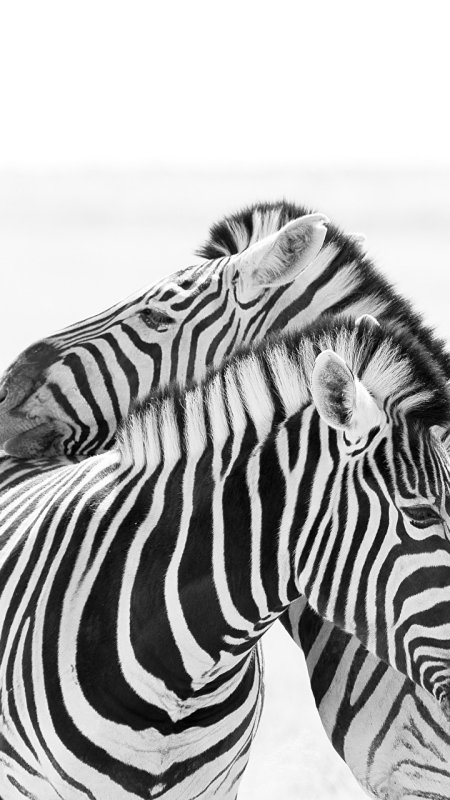 Зебра черно белая