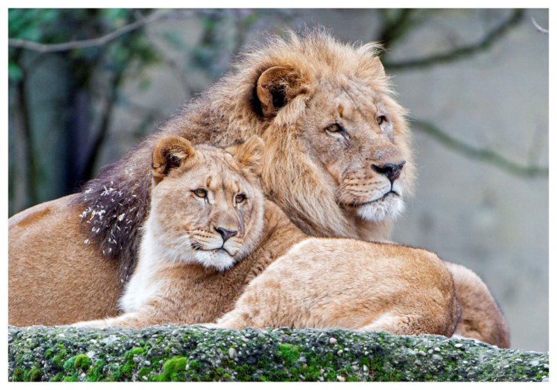 Лев львица и Львенок любовь