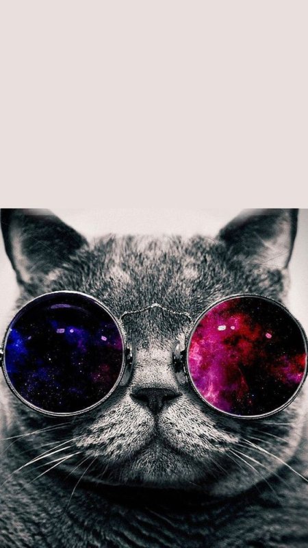 Заставка на телефон кот в очках