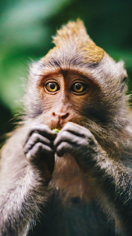 Животные обезьяна