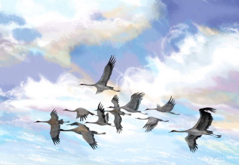 Белые Журавли в небе