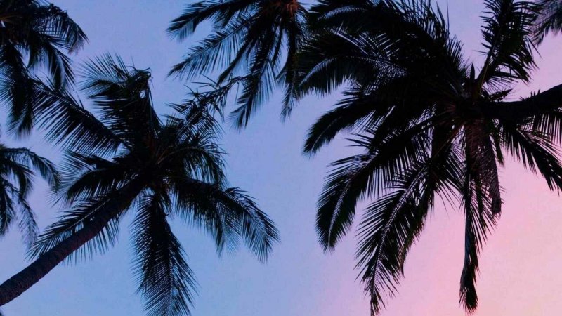 Обои пальмы