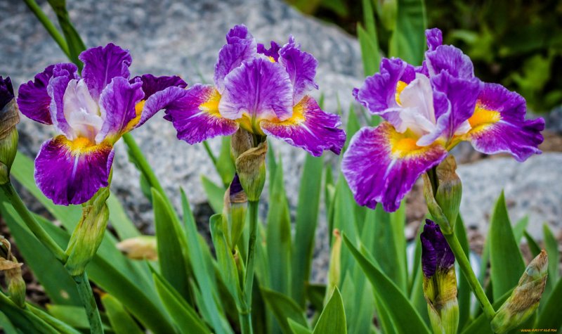 Ирис Тайтанс Глори