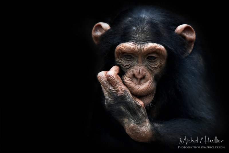 Заставка на рабочий стол обезьяна