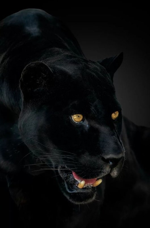 Леопард Ягуар пантера