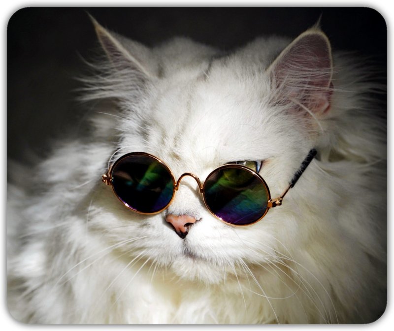 Котик в очках