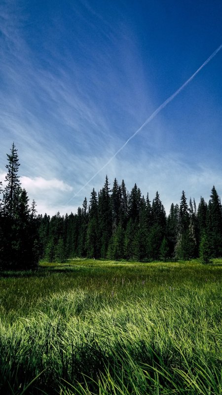 Трава в лесу