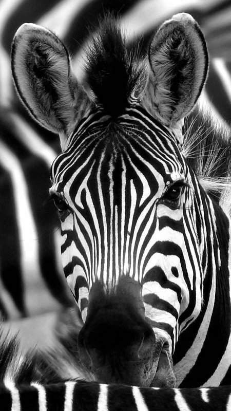 Заставка Зебра