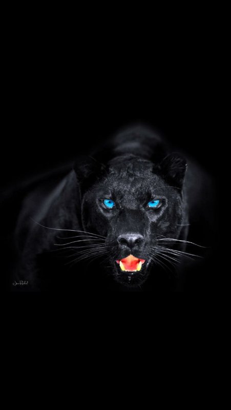 Пантера с голубыми глазами