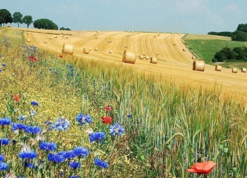 Поле с васильками