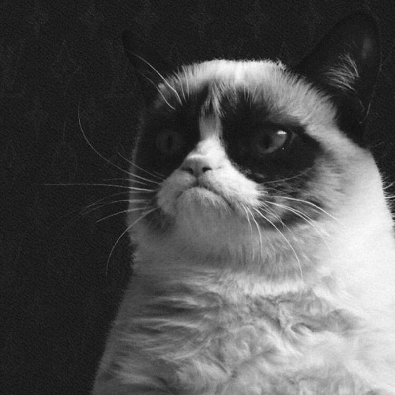 Жирный грустный кот