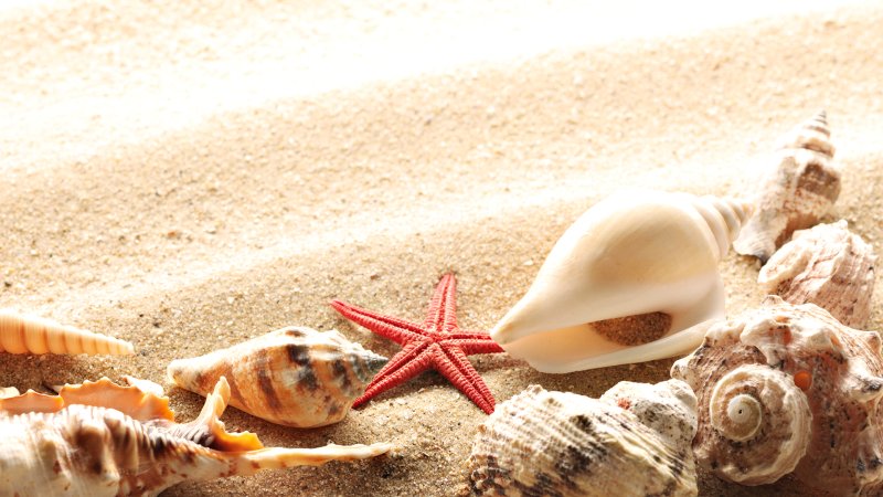 Ракушки на пляже