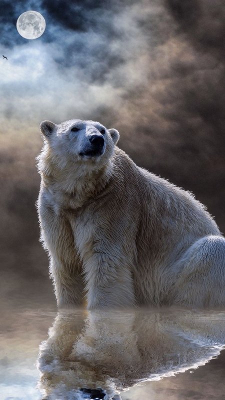 Одинокий медведь