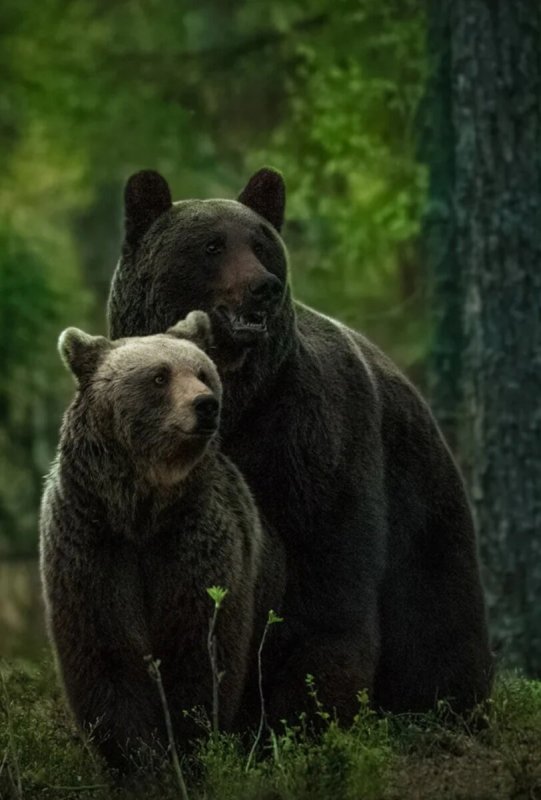 Медведь с медвежонком