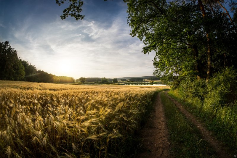 Пшеничные поля (Волосовский район Ленинградской области)