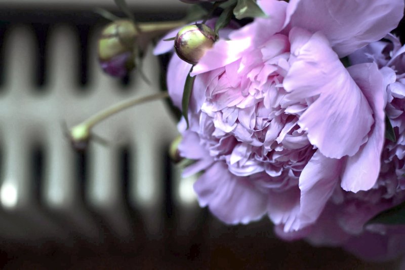 Фиалковые пионы