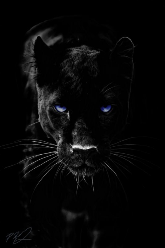 Черная пантера