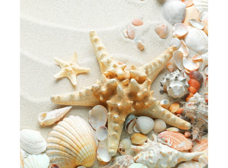 Ракушки Океанические