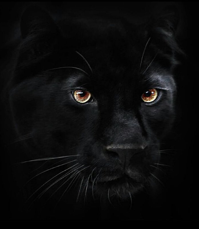 Черная пантера морда