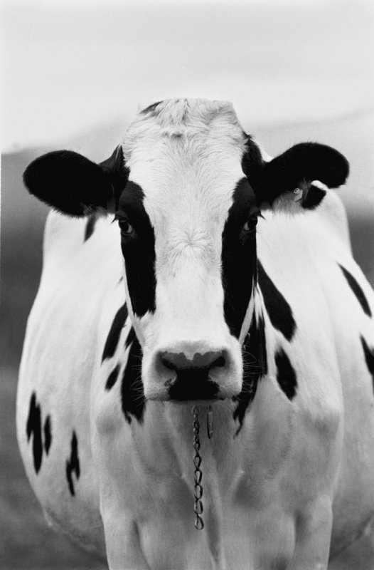 Корова с телефоном