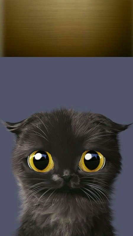 Чёрный кот с большими глазами