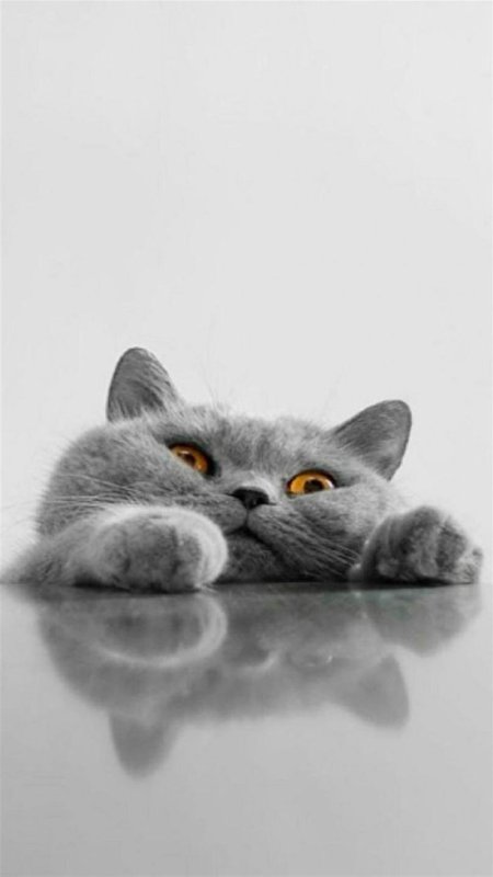 Обои с котиками