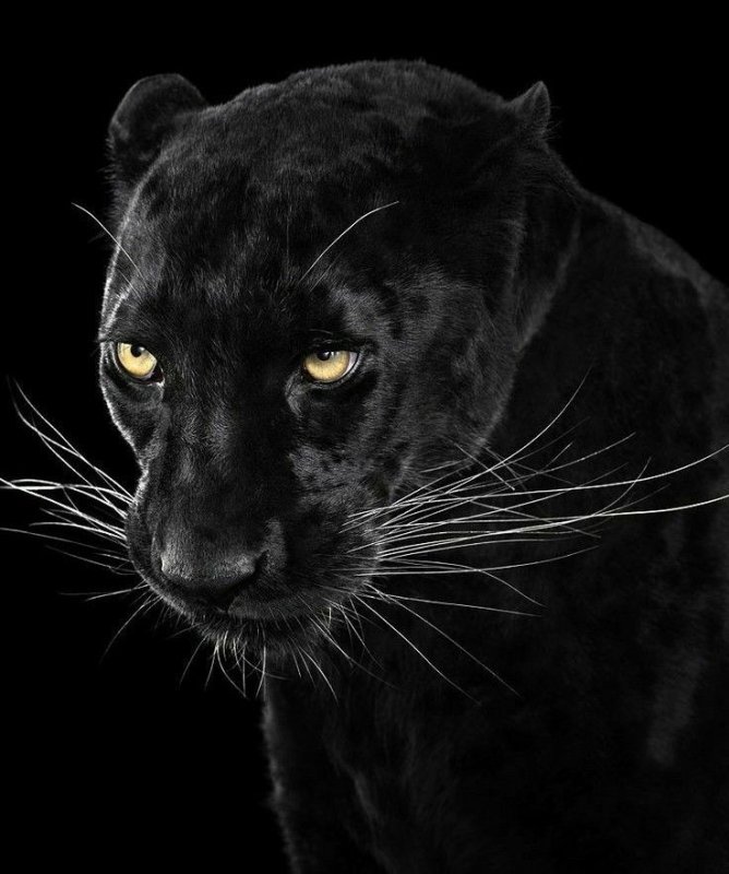 Черная пантера на черном фоне