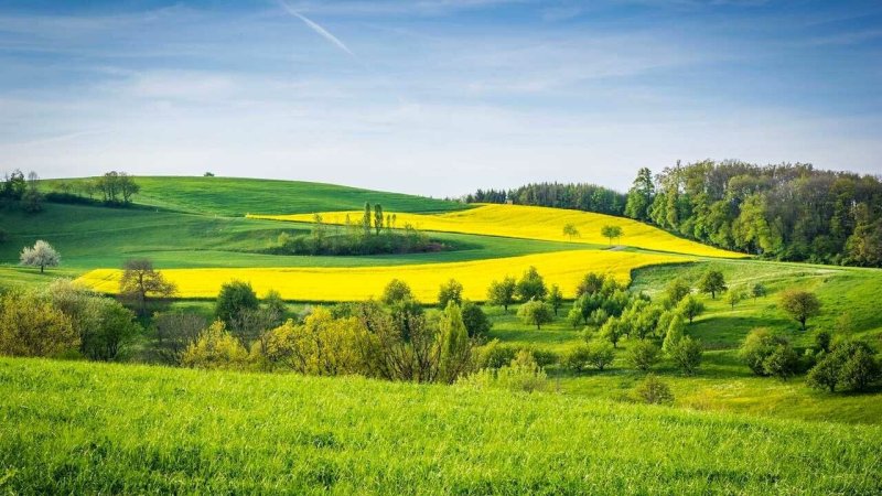 Луга Белоруссии. Луг Воронеж. Путнин пшеничное поле. Летнее поле.