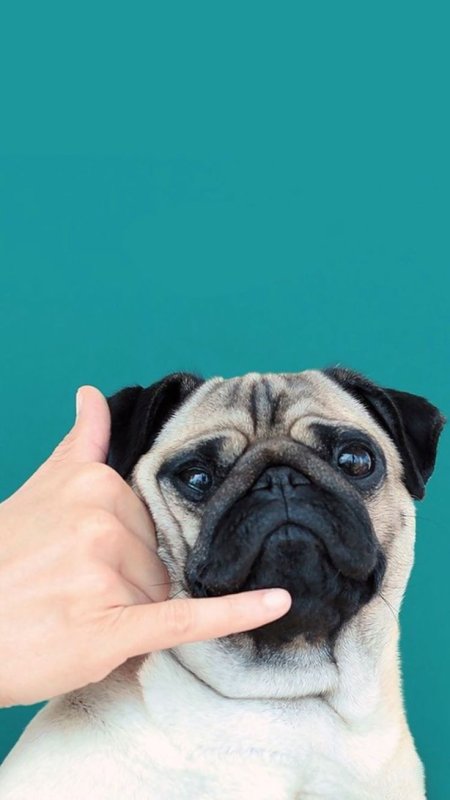 Купированный Мопс