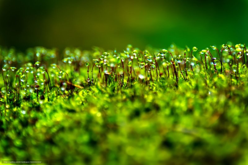 Макросъемка природа