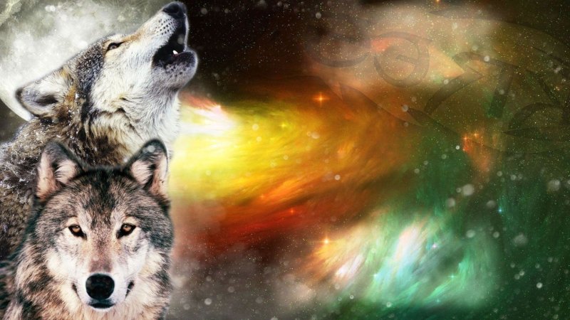 Красивые картинки Волков на рабочий стол