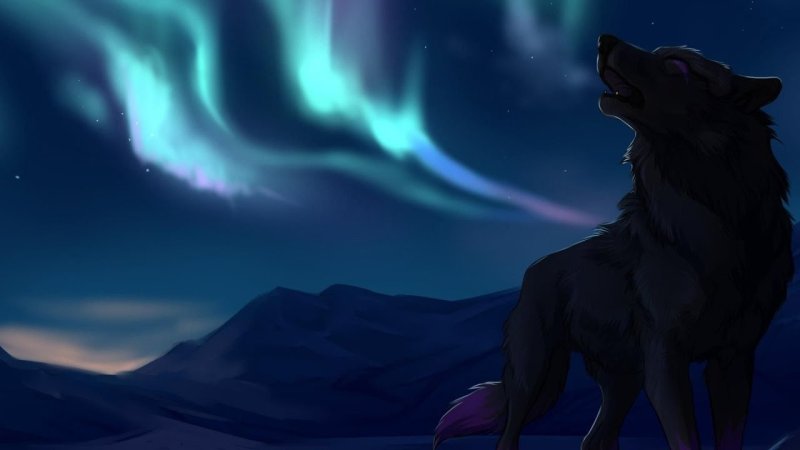 Красивые арты Волков